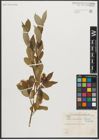 Foto von Salix serissima (L. H. Bailey) Fern.